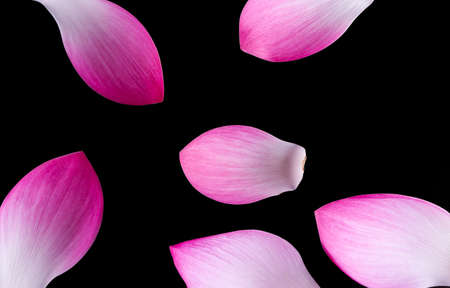Lotus flower isolated on Black background.の写真素材