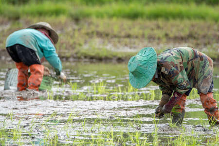 The Farmer planting on the organic paddy rice farmlandの写真素材
