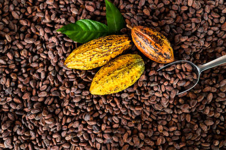 Cocoa beans and cocoa pod on a wooden surface.の写真素材