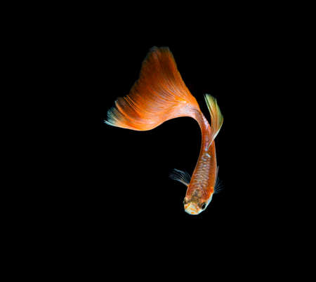 Guppy fish isolated on black background.の写真素材