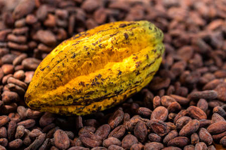 Cocoa beans and cocoa pod on a wooden surface.の写真素材