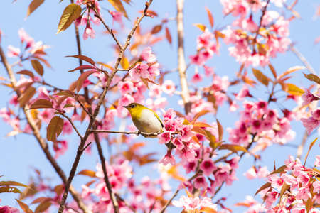 White-Eye Bird on Cherry Blossom and Sakuraの写真素材