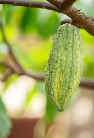 Cacao Tree (Theobroma cacao). Organic cocoa fruit pods in nature.