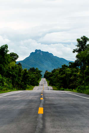 Road in a green forest
