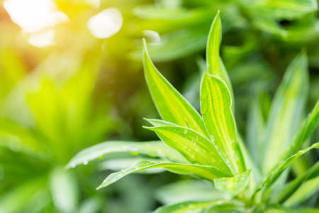 natural green background with selective focus