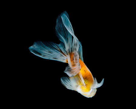goldfish isolated on a dark black backgroundの写真素材