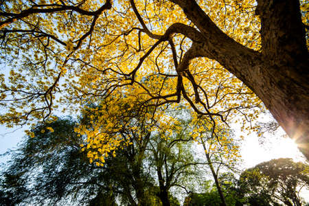 yellow flowers bloomの写真素材