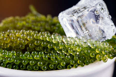 Sea grapes ( green caviar ) seaweed,の写真素材