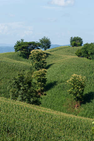Corn farm on hill with blue sky and sunset backgroundの写真素材