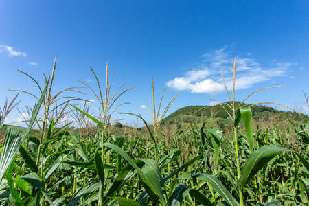 Corn farm on hill with blue sky and sunset backgroundの写真素材