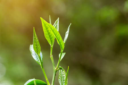 closeup fresh green tea leaves.の写真素材