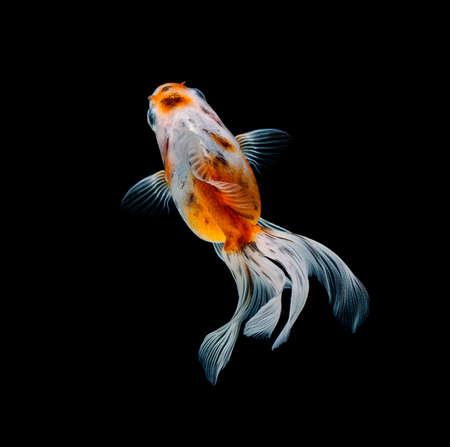 goldfish isolated on a dark black background