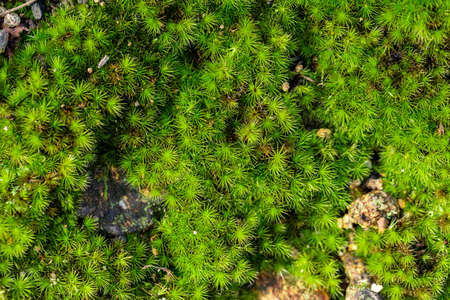 Old gray stone wall with green moss texture background