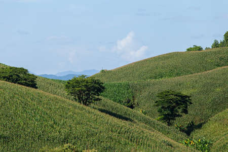 Corn farm on hill with blue sky and sunset backgroundの写真素材