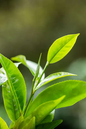 closeup fresh green tea leaves.の写真素材