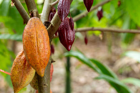 Cacao Tree (Theobroma cacao). Organic cocoa fruit pods in nature.の写真素材