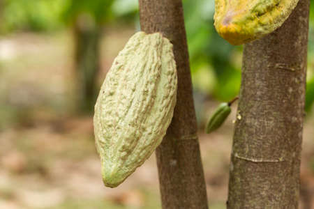 Cacao Tree (Theobroma cacao). Organic cocoa fruit pods in nature.の写真素材