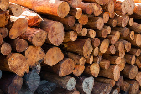 A stack of mangrove woods at charcoal factoryの写真素材