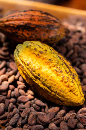 Cocoa beans and cocoa pod on a wooden surface.の写真素材