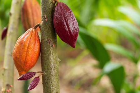 Cacao Tree (Theobroma cacao). Organic cocoa fruit pods in nature.