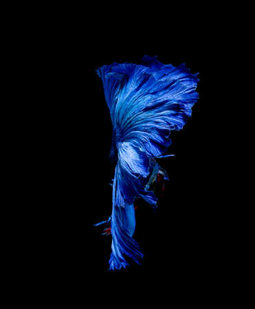 Betta fish, siamese fighting fish, betta splendens isolated on black backgroundの写真素材