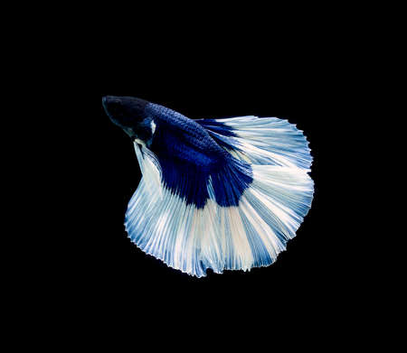 Betta fish, siamese fighting fish, betta splendens isolated on black backgroundの写真素材