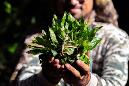 closeup fresh green tea leaves.の写真素材