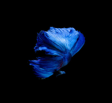 Betta fish, siamese fighting fish isolated on black backgroundの写真素材