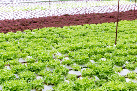 Organic farm with agriculture vegetable hydroponic.の写真素材