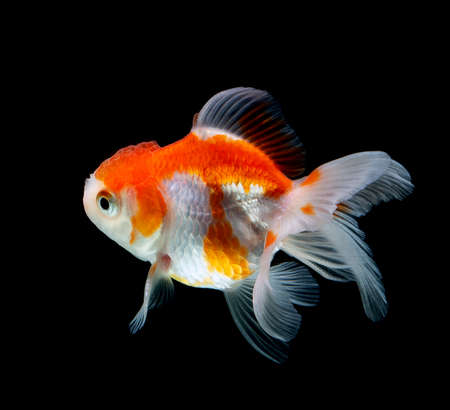 goldfish isolated on a dark black backgroundの写真素材