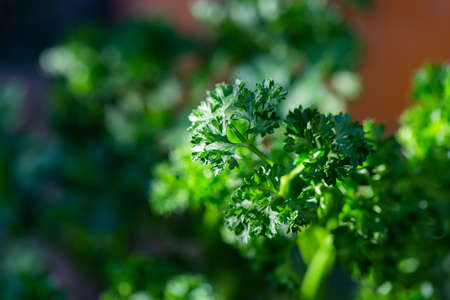 Curly parsley leaves closeup in the gardenの写真素材