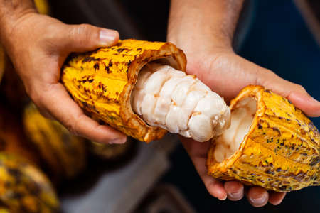 Cocoa beans and cocoa pod on a wooden surface.