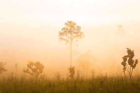 Sunrise at the mountain view Pinus mugo - It is also known as creeping pine