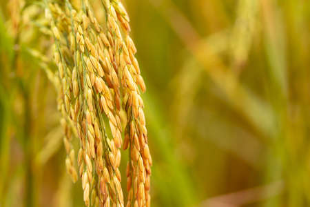close up of yellow green rice field