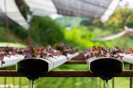 Organic farm with agriculture vegetable hydroponic. organic vegetable is business agriculture growingの写真素材