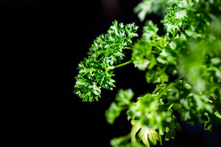 Curly parsley leaves closeup in the gardenの写真素材