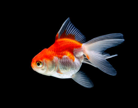 goldfish isolated on a dark black backgroundの写真素材