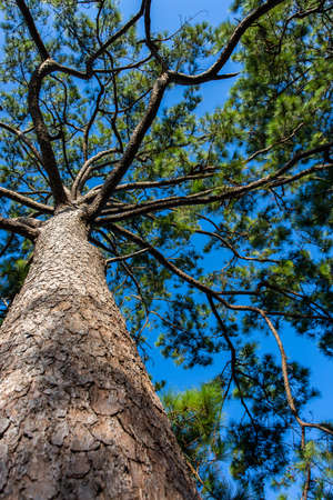 Pine tree forest landscapeの写真素材