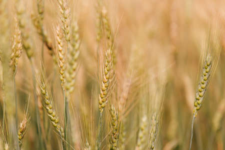 Barley Field in Sunset
