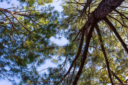 Pine tree forest landscape