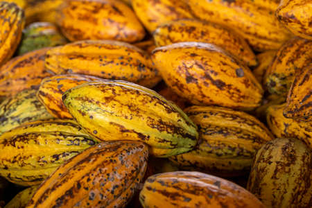 Cocoa beans and cocoa pod on a wooden surface
