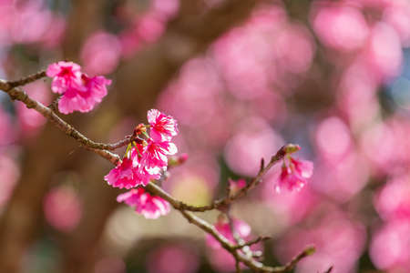 Cherry Blossom and Sakura wallpaperの写真素材