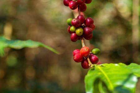 Coffee beans ripening on tree in North of thailand