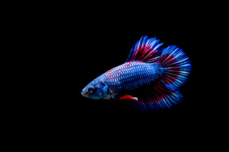 Betta fish, siamese fighting , betta splendens isolated on black backgroundの写真素材