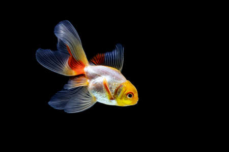 goldfish isolated on a dark black backgroundの写真素材