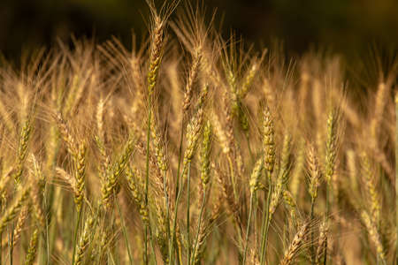 Barley Field in Sunsetの写真素材