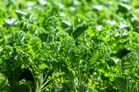 Curly kale on natural organic soil. The kale is a winter vegetable capableの写真素材