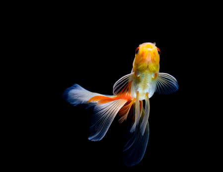 goldfish isolated on a dark black backgroundの写真素材