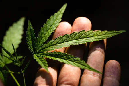 cannabis on a dark backgroundの写真素材