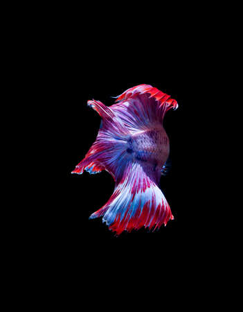 Betta fish, siamese fighting fish, betta splendens isolated on black backgroundの写真素材